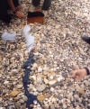 Rob being covered with rocks on the beach